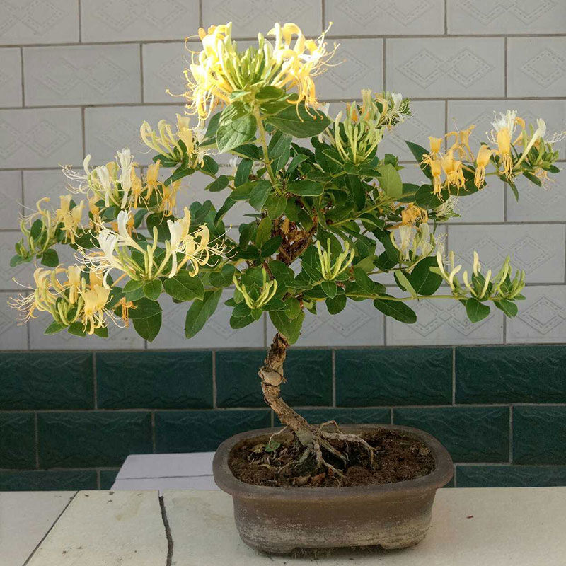 金银花盆栽苗爬藤盆景