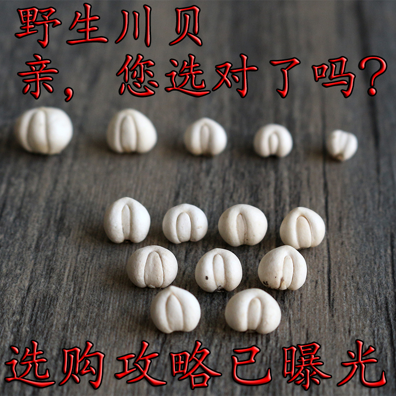 野生川贝正品松贝四川阿坝特产天然川贝母珍珠贝无硫磨粉精选10克|msdalam kategori makanan berkhasiat tradisional, Ubat-ubatan dan makanan yang boleh dimakan, fritillary - dari Buy2taobao.com untuk memberikan perkhidmatan ejen Taobao profesional membeli