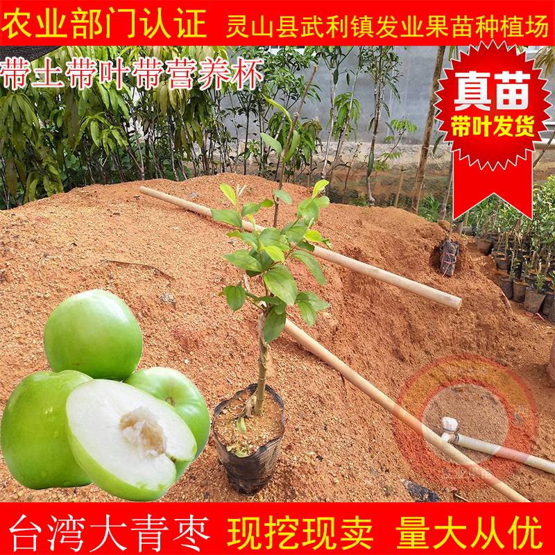 正宗台湾大青枣树苗嫁接苗牛奶枣树苗苹果枣树苗蜜丝枣树苗可盆栽在类目 鲜花速递/花卉仿真/绿植园艺, 花园植物/行道树/果树, 果树中 - 来自Buy2taobao.com提供专业的淘宝代购服务