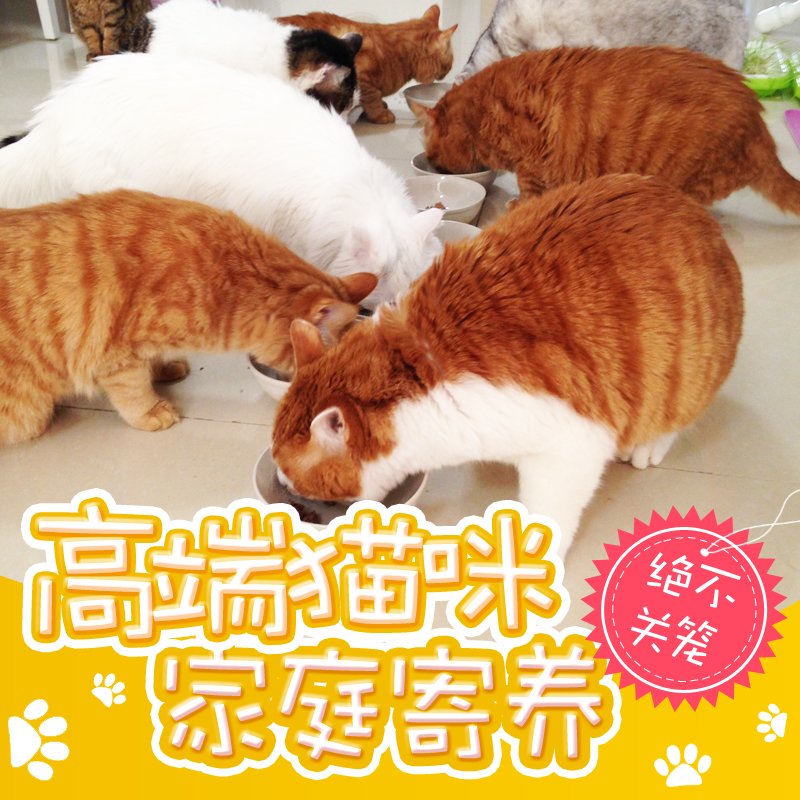 喵馆北京猫咪家庭式专业寄养纯散养不关笼包主粮罐头可上门接送