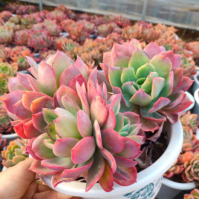 绮罗多肉植物基地直销阳台花园庭院窗台楼顶适用盆栽软装造景包邮