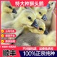 正宗狮头鹅活苗二两特大种狮子头鹅小鹅苗纯种大型快大肉鹅苗幼崽