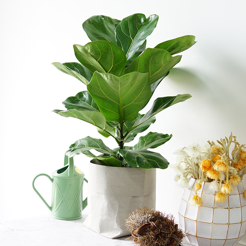 3、盆栽大葉植物有哪些