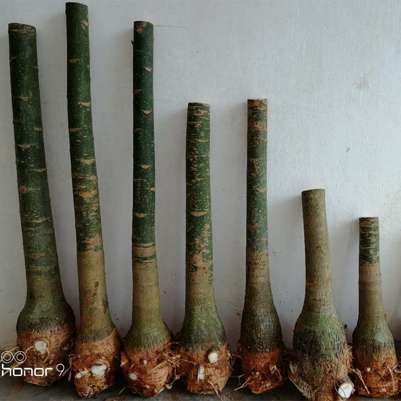 发财树大树桩盆栽独杆客厅植物室内防辐射招财树大型盆栽花卉绿植在类目 鲜花速递/花卉仿真/绿植园艺, 花卉/绿植盆栽(新), 大型绿植/成品组合盆栽中 - 来自Buy2taobao.com提供专业的淘宝代购服务