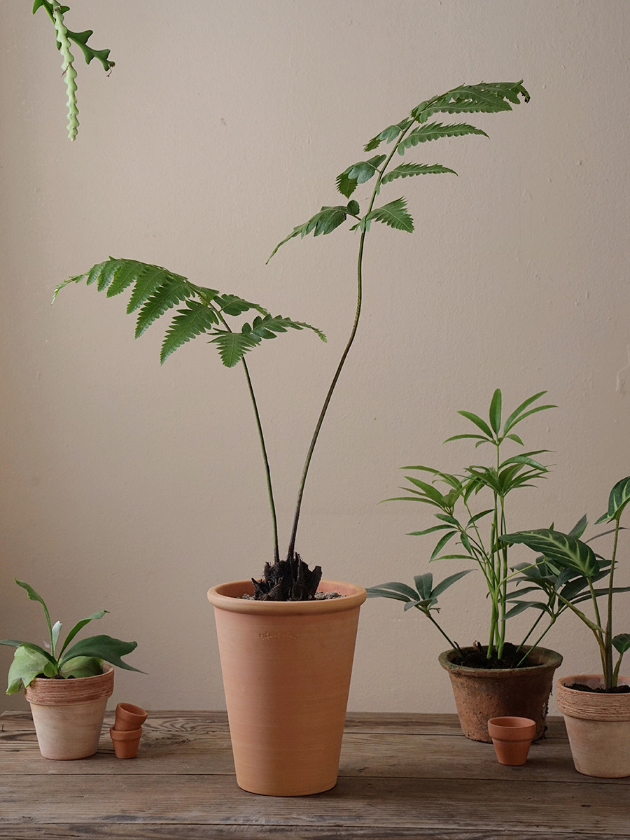 植物私生活 一叶蕨 小众禅意美感植物室内桌面耐阴吸甲醛绿植