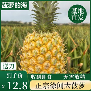 广东湛江新鲜当季水果香甜多汁徐闻凤梨香水菠萝5斤9斤整箱包邮