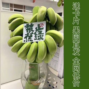 【禁止蕉绿】整串带杆芭蕉花办公室水培小米香蕉连果情绪稳定花盆