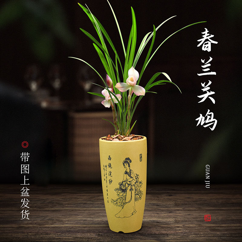 关鸠-特价促销-优惠券领取-价格|多少钱|什么牌子好-35优惠券网站