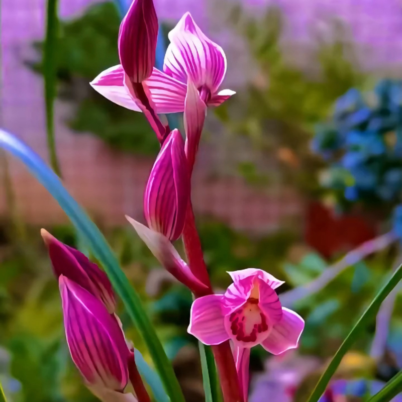 莲瓣兰红袖添香无花苞发货浓香花卉绿植裸根进口植物使用好养易花