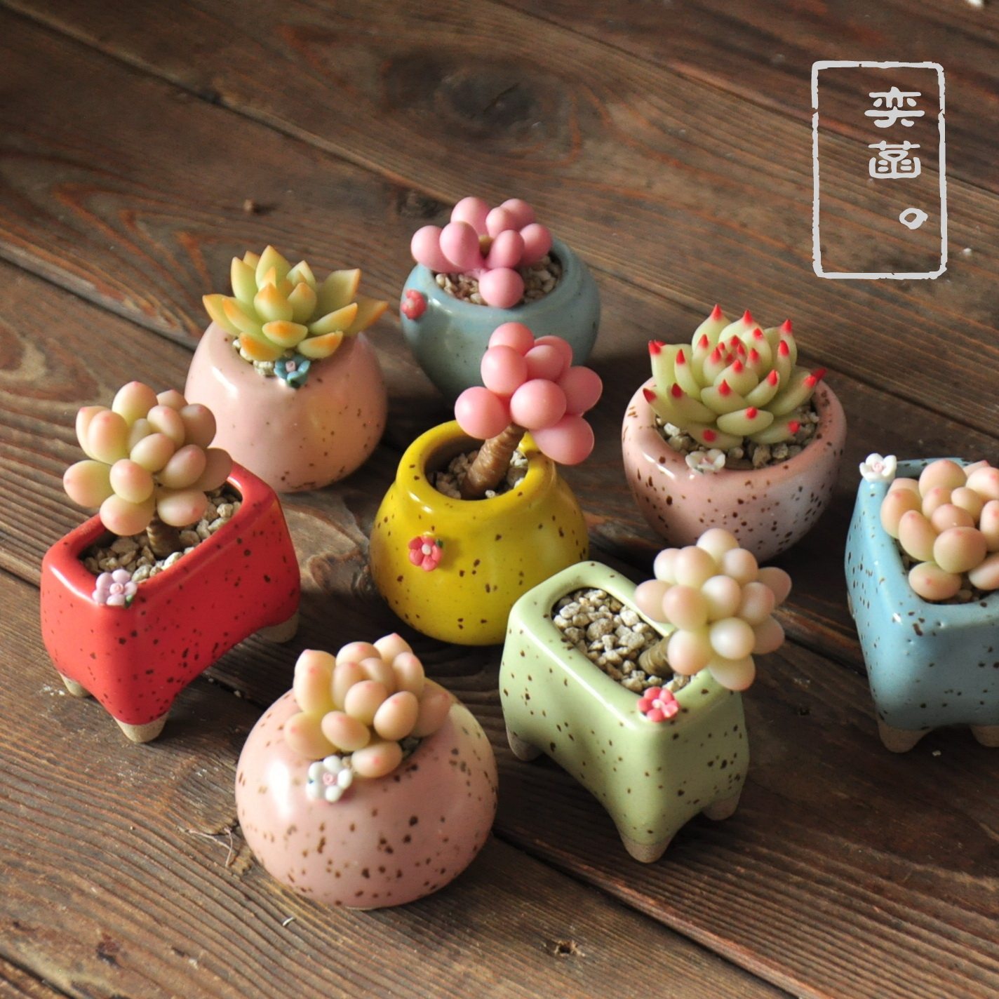 多肉小花盆迷你大额优惠券