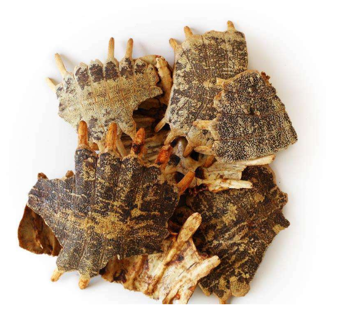 中药材 炙鳖甲 醋鳖甲 炙鳖甲碎 醋制鳖甲 500克/满两包邮