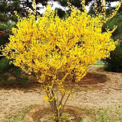 卖家客服,如需删除此页面请联系本站>>店铺信息佰花园林1宝贝描述4