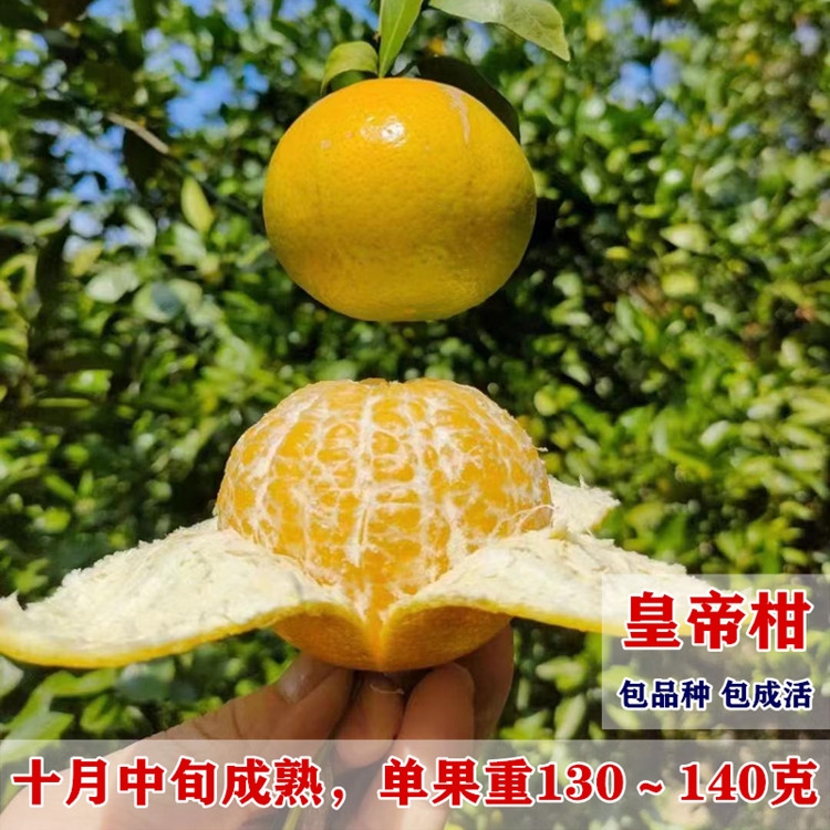 广州发货正宗嫁接皇帝柑橘果树苗盆栽庭院种植带土带叶发货