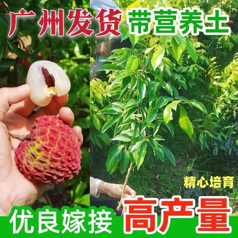 广州发货嫁接名贵东莞冰荔枝树苗正品仙进奉荔枝苗增城挂绿荔枝苗