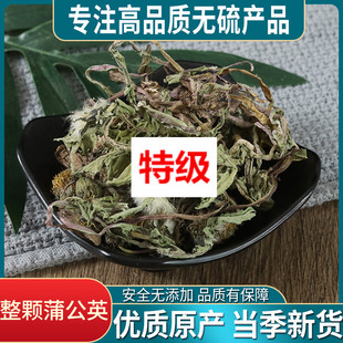 同仁堂原料产地蒲公英野生整根带根茶蒲公英茶干新鲜浦公英花茶整