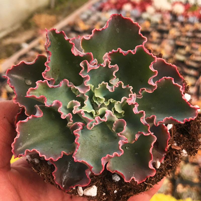 多肉植物蓝狐新款萌肉办公室室内阳台桌面绿植园艺多肉植物