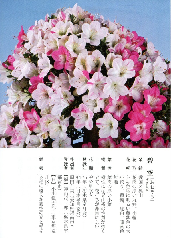 皋月杜鹃:碧空aozora