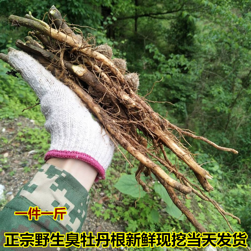 现挖新鲜臭牡丹根中草药材矮桐子臭枫根臭芙蓉臭牡丹根蒸鸡吃500g