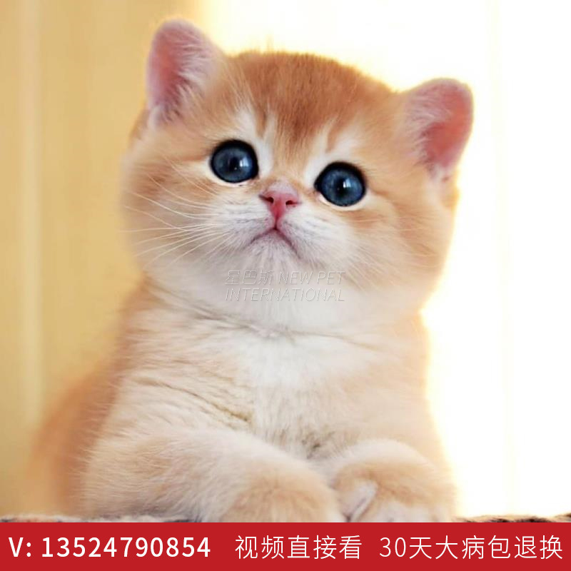 一折宠物活体猫 英国短毛猫_英国短毛猫金渐层矮脚猫咪纯种幼猫活物