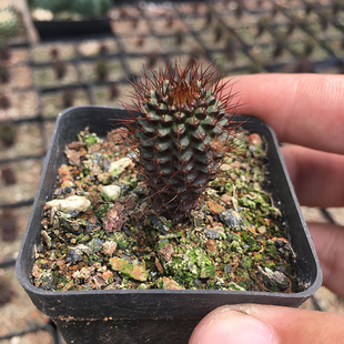 稀有易开花仙人球蜈蚣士童实生迷你型士童属蜈蚣丸花卉盆栽防辐射