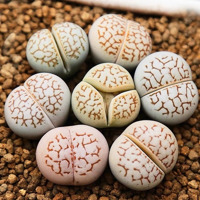 绫耀玉超大母本大白岛田生石花多肉植物番杏组合石头花pp花包邮