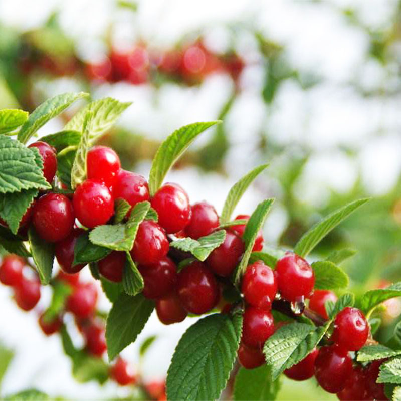 车厘子大苗南北方种植果树盆栽地栽当年结果已售100￥39折后价￥39