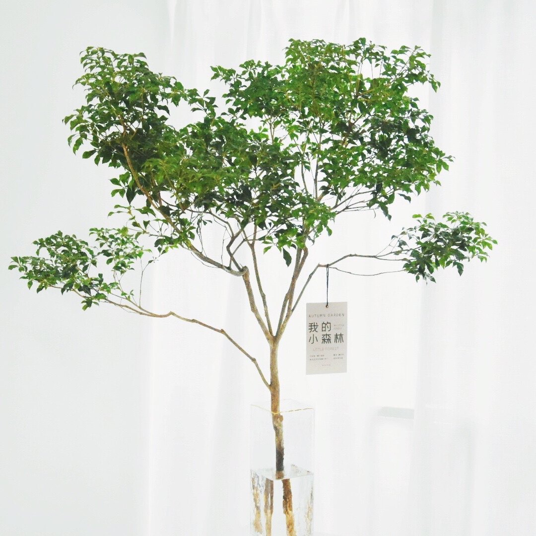 特价办公桌鲜花盆栽_日本马醉木吊钟鲜切枝条室内水培鲜花样板间空间