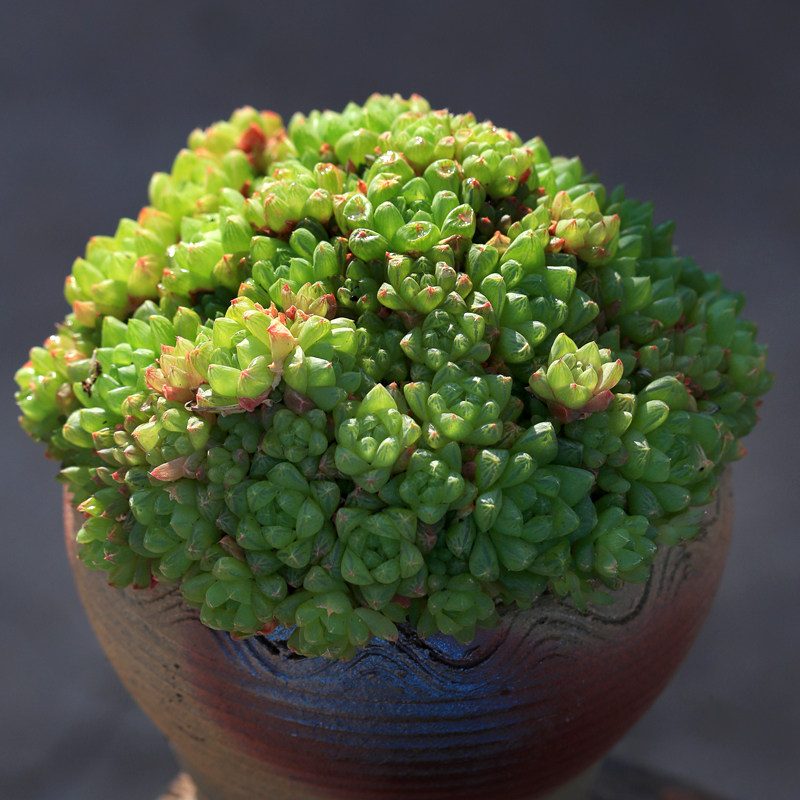 玉露多肉植物室内