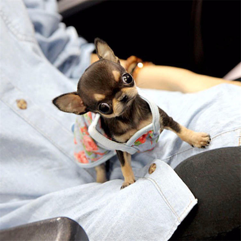吉娃娃纯种幼犬袖珍迷你茶杯犬铁包金苹果活体宠物狗狗