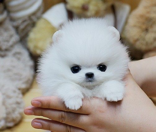 纯种球形博美犬幼犬活体长不大茶杯犬白色博美俊介小型犬宠物狗6功效