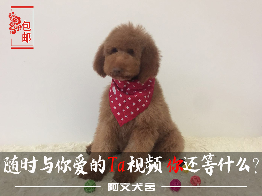 巨贵犬健康纯种巨型香槟色贵宾泰迪幼犬出售宠物活体狗狗  价格