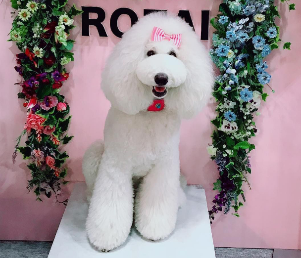 搜索"灰色贵宾犬纯种"的优惠券结果页-搜券网