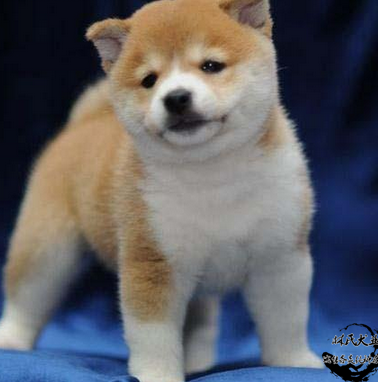 纯种柴犬昆明日系幼犬出售短毛萌柴犬小活体狗狗