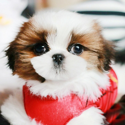 犬舍繁殖出售纯种韩国小体宠物狗狗