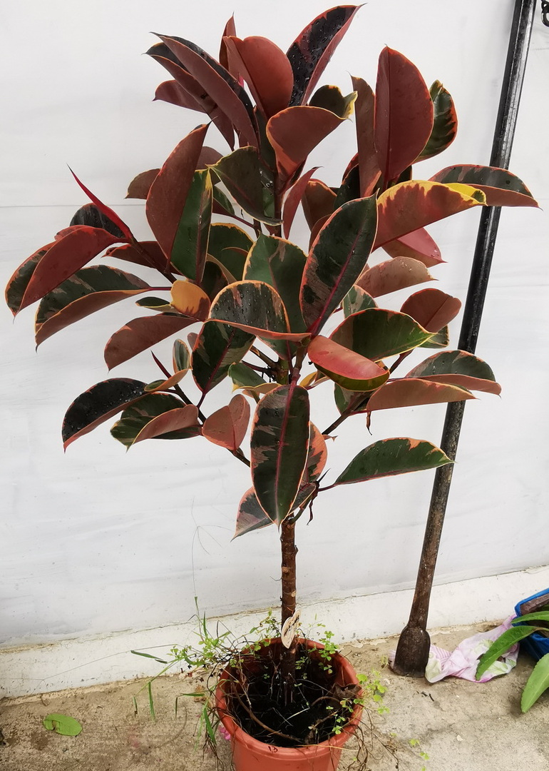 红关公花叶橡皮树一物一拍室内绿植盆栽观叶植物净化空气多省包邮