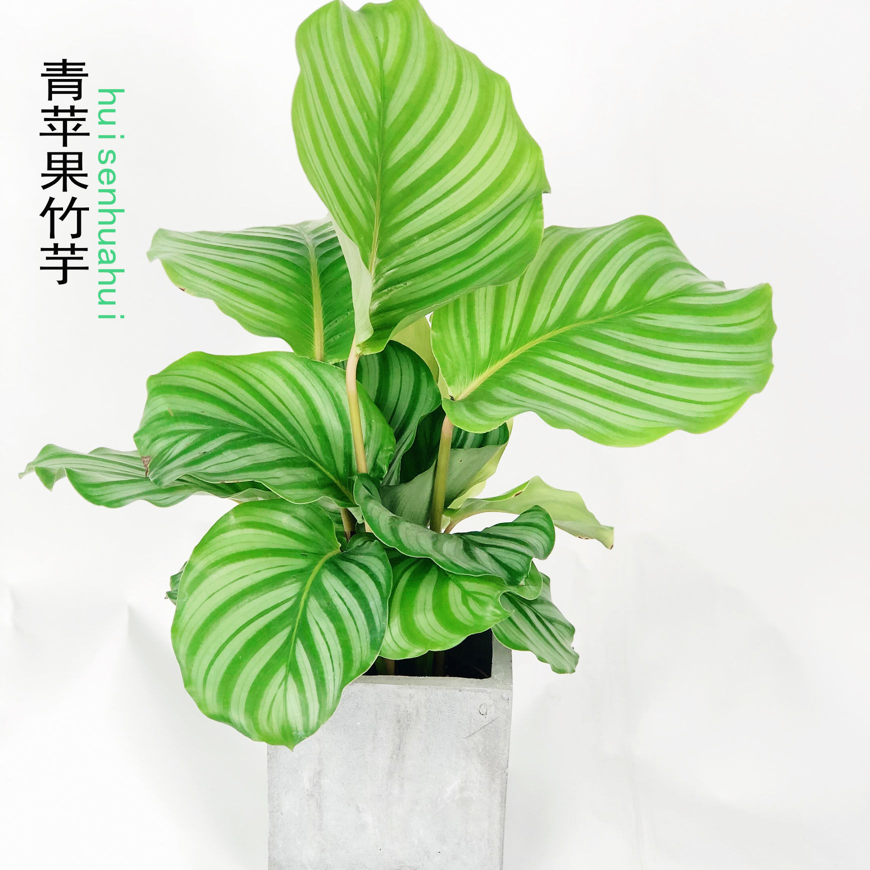 青苹果竹芋 - 植物百科