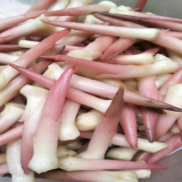 包邮恩施高山蔬菜野生阳荷阳藿茗荷洋合姜野生蔬菜新鲜阳荷笋子