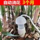 滴水器渗水器家用自动浇花器可调节流速滴灌懒人浇地浇水神器好用