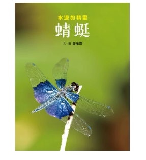 蜻蜓镜头儿童故事绘本纪实生态观察孩子透过预订生活类原版书