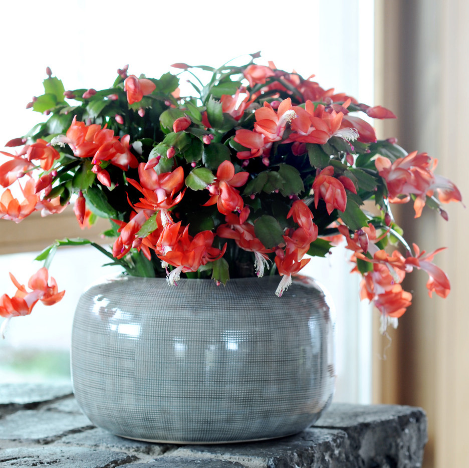 蟹爪兰盆栽绿植多色花卉植物室内四季开花多肉蟹爪莲蟹角抓蟹瓜兰