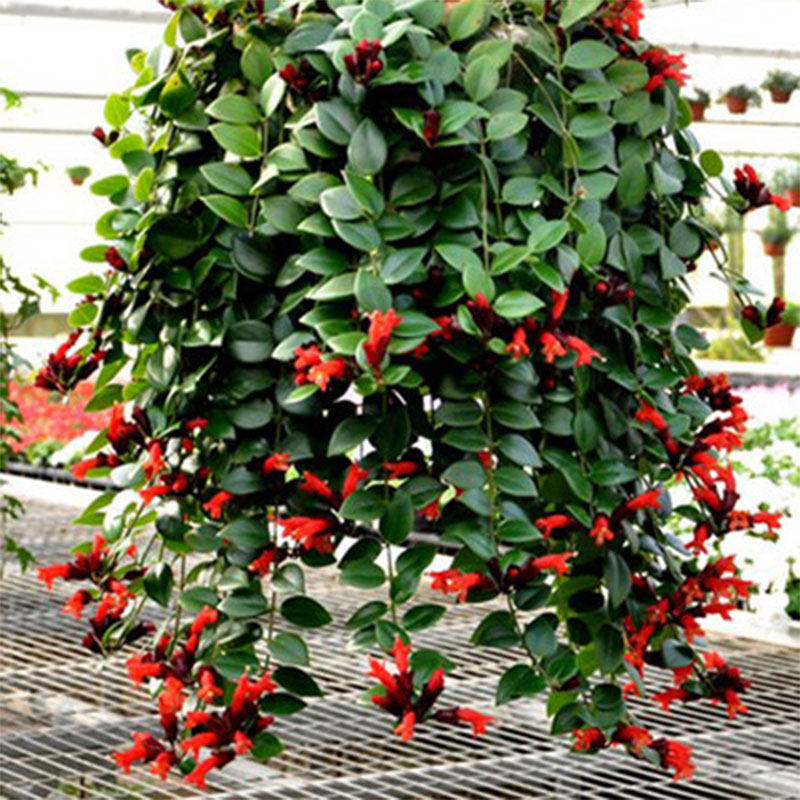 口红吊兰盆栽卷叶观花植物花卉净化空气吸甲醛观叶阳台防辐射客厅