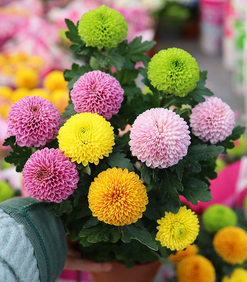 一折菊花苗带花_乒乓菊盆栽球菊小雏菊带花四季开