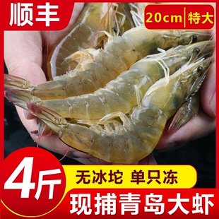 当天海捕青岛大虾4斤鲜活海鲜 新鲜白对虾基围虾活虾冷冻生鲜顺丰