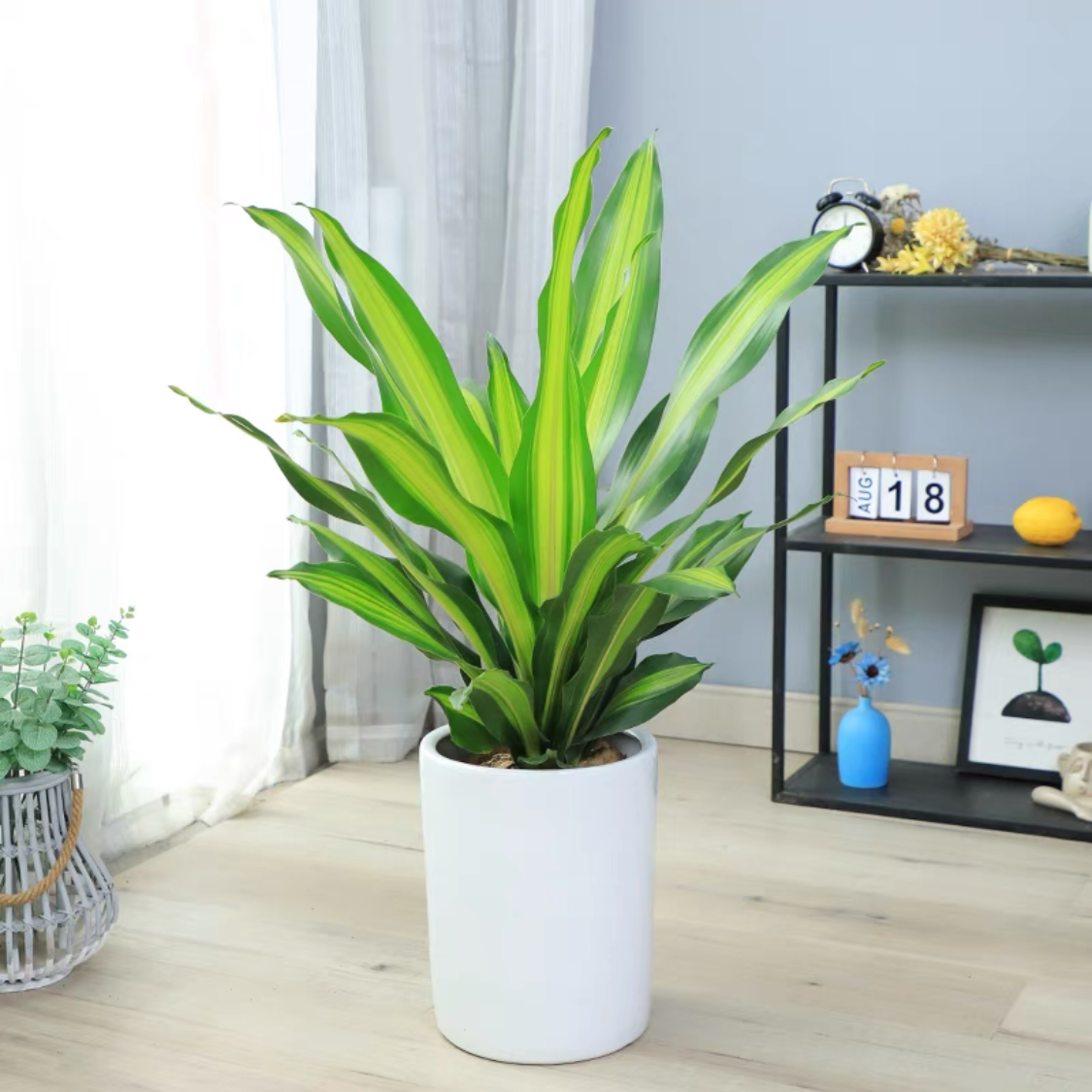 也门铁(也门铁和巴西铁的区别)