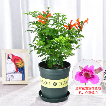 凌霄花盆栽阳台爬藤植物庭院四季浓香型带花花卉四季好养炮仗盆景