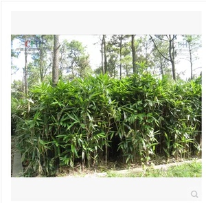 竹类植物箬竹苗 袖珍竹 粽叶竹子 叶片宽大 好成活竹苗庭院小区优惠价4.50元,竹类植物箬竹苗精心为您挑选-麦尔网购导航-网购宝