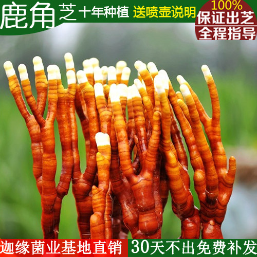 鹿角灵芝菌种菌包灵芝盆栽盆景活体灵芝室内绿植盆栽h3ysudtiwt