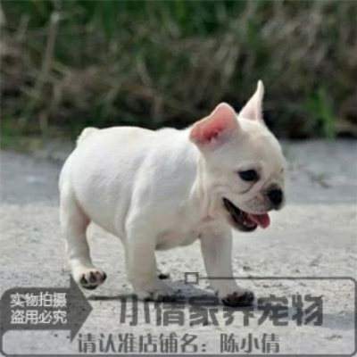 纯种活体法国斗牛犬法斗法牛活体赛级幼犬宠物狗狗出售41L在类目 宠物/宠物食品及用品, 狗狗中 - 来自Buy2taobao.com提供专业的淘宝代购服务
