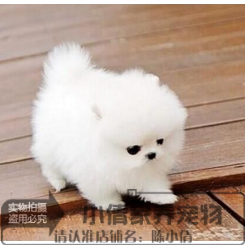 赛级家养纯种博美幼犬长不大袖珍犬迷你狐狸宠物狗可上门挑ch