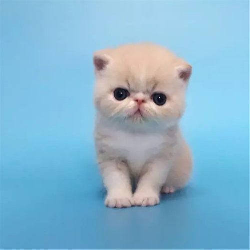 cfa猫舍出售加菲猫活体纯种家养加菲猫折耳猫幼猫英短布偶猫咪q_不